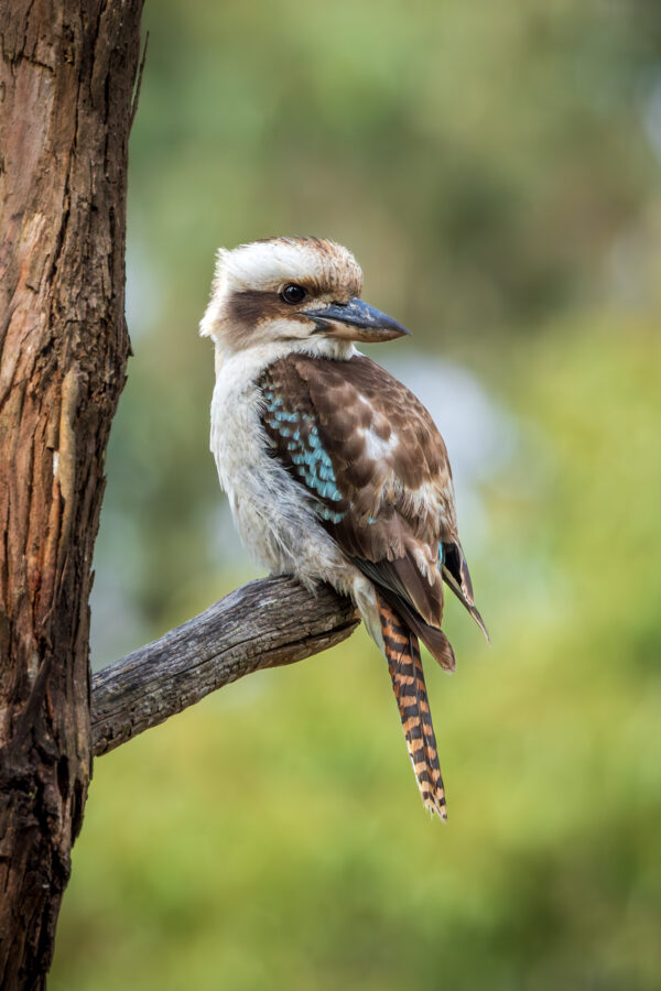 Kookaburra